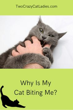 a cat is biting someone's hand with the caption, why is my cat biting me?