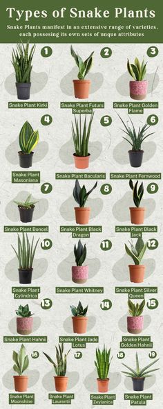 the different types of snake plants in pots with instructions on how to care for them