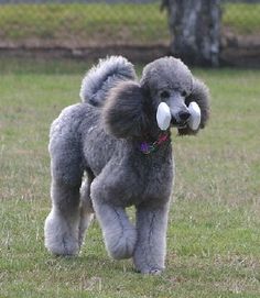 a gray poodle standing on top of a grass covered field with a toy in its mouth