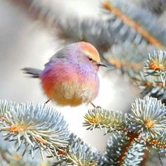 a small bird perched on top of a pine tree