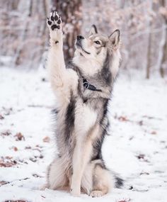 a husky dog sitting in the snow with its paws up