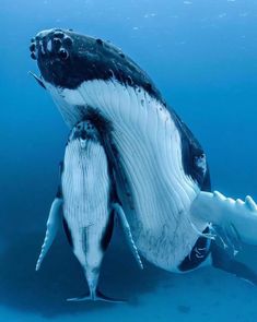 a humpback whale with its mouth open swimming in the blue water next to another one