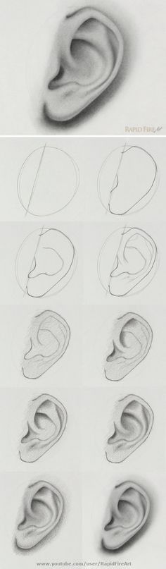 an image of different types of ear shapes