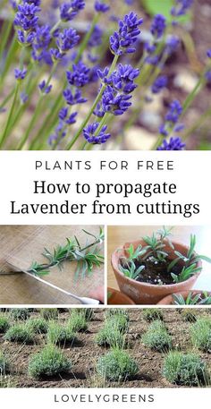 plants for free how to propagate lavender from cuttings