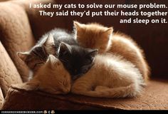 two cats cuddle together on a couch with the caption, i asked my cats to solve your mouse problem they said they'd put their heads together and sleep on it