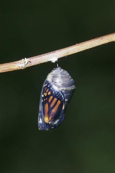 a monarch butterfly emerging from its chlob