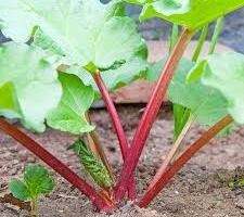 a green plant with red stems growing out of the ground