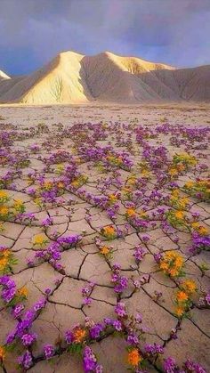 purple flowers growing in the desert with mountains in the backgrounnd and cloudy sky