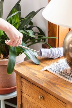 a person is cutting leaves from a plant on a table next to a potted plant