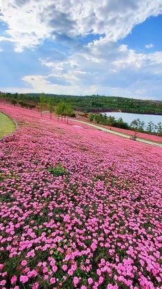 pink flowers are blooming on the ground next to a body of water with trees in the background