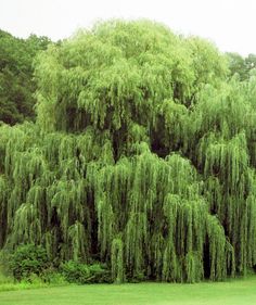 a large green tree sitting next to a lush green field