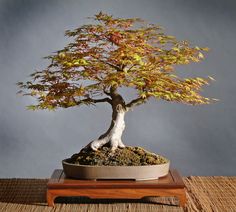 a bonsai tree is displayed on a table