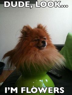 a small dog sitting on top of a green vase