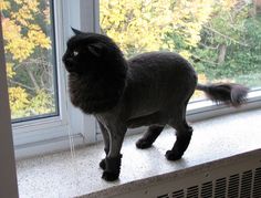 a gray cat standing on top of a window sill