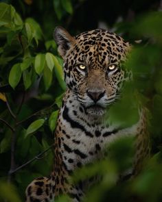 Jaguar, yaguarete, otorongo, Jaguares, Animal, Naturaleza, Amazonas, Brasil,Pantanal Jaguars Animal, Jaguar Roaring, On Display Wallpaper, Jaguar Photo, Jaguar Eyes, Jaguar Aesthetic, Leopard In Tree, Mexican Jaguar, Jaguar Face