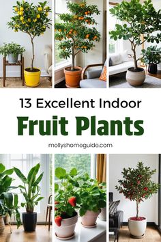 different types of indoor plants with text overlay that reads 13 excellent indoor fruit plants