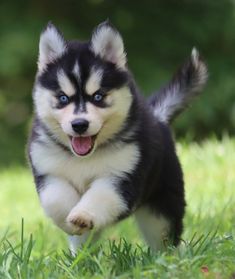 a black and white puppy running in the grass