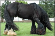 a large black horse standing on top of a lush green field