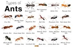 the types of ants on display in an exhibit