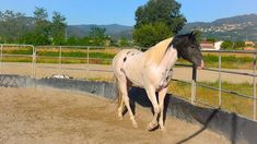 a white and black horse standing in an enclosure