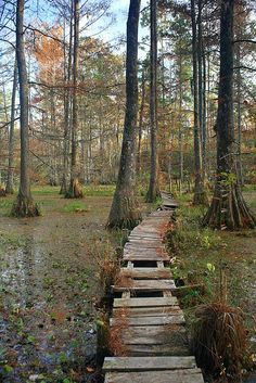 a wooden walkway in the middle of a swamp