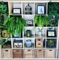 a shelf filled with lots of green plants and wicker baskets on top of it