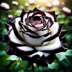 a black and white rose is in the middle of some green leaves with sunlight shining on it