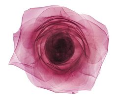 an abstract photograph of a pink flower on a white background with the center surrounded by thin lines