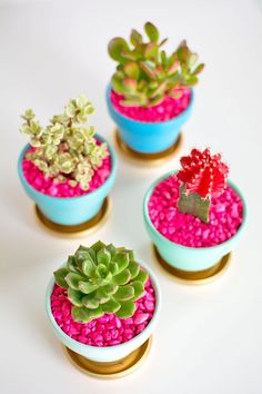 four small blue pots filled with different types of succulents