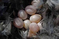 several eggs are in the middle of some feathers