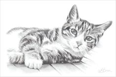 a pencil drawing of a kitten laying on the floor with its paw up to it's face