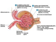 an image of the inside of a human stomach with labels on it and labeled in text