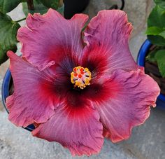 a large purple flower sitting on top of a blue pot