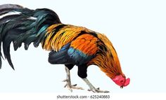 the colorful rooster is standing on one leg with its wings spread out and it's head down