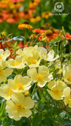 many yellow flowers are blooming in the garden with green leaves and orange ones behind them