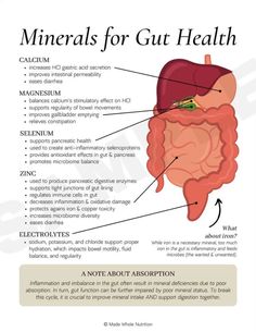 Hormone Health, Health Knowledge, Healthy Gut, The Human Body