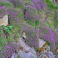 purple flowers growing on the side of a rock and grass covered hillside with large rocks