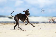 a dog running on the beach with a stick in its mouth