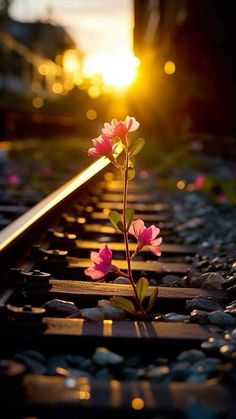 a single pink flower sitting on top of train tracks near the sun rising behind it