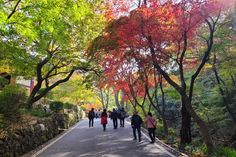 several people walking down a path in the park with trees lining both sides and on either side