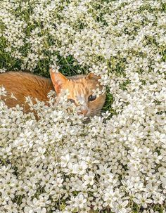 an orange and white cat sitting in the middle of flowers