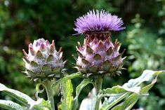 two purple flowers with green leaves in the foreground and some trees in the background