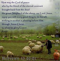 a man standing in front of a herd of sheep with a bible verse written on it