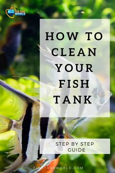 an aquarium filled with tropical fish and text that reads how to clean your fish tank