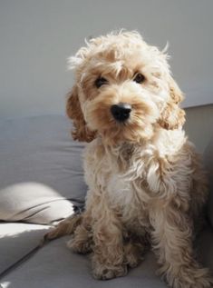 a small dog sitting on top of a couch next to a wall and window sill