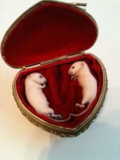 two small white mice in a red case