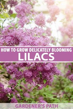 lilacs in bloom with the title how to grow delicately blooming lilacs