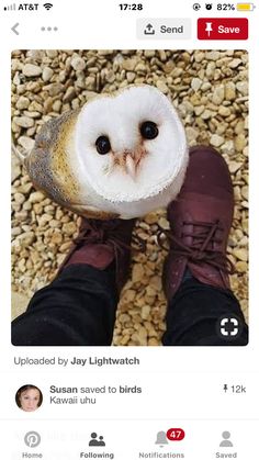 an owl is sitting on top of someone's feet and has it's eyes wide open