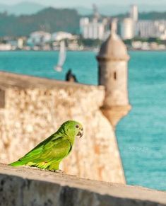 a green parrot sitting on the edge of a stone wall next to water and buildings