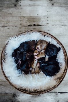 a basket filled with baby animals on top of a wooden floor